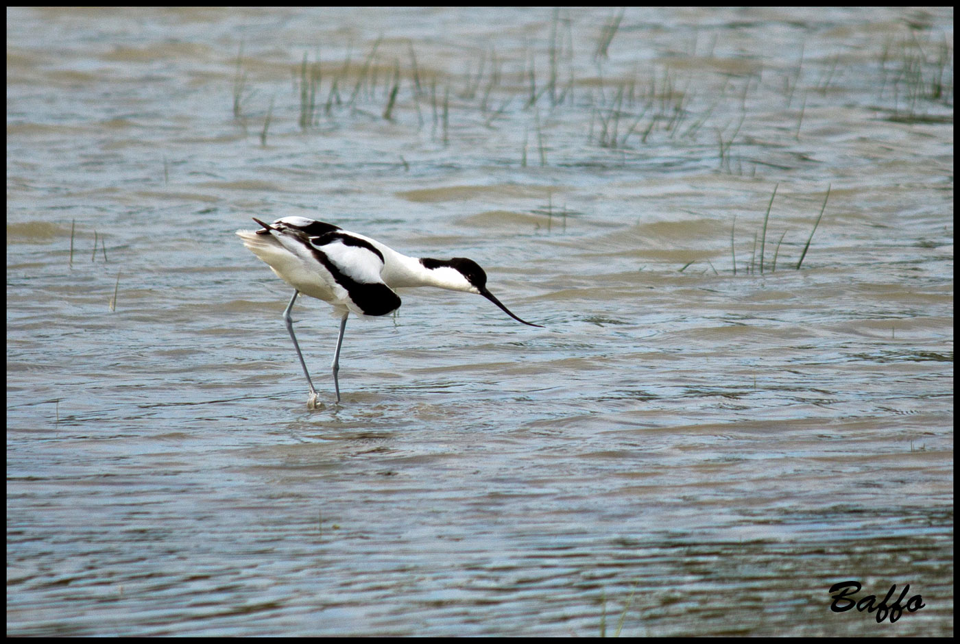 Avocetta?